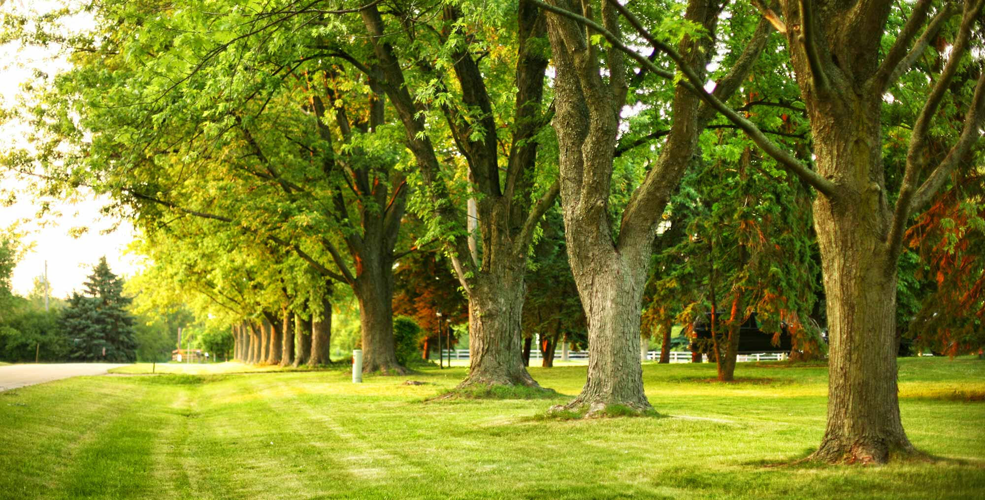 row of trees