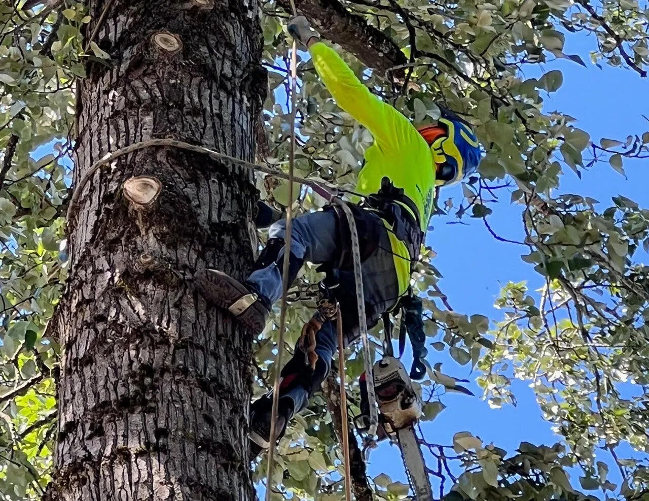 tree removal service