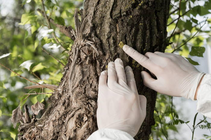 tree inspection service