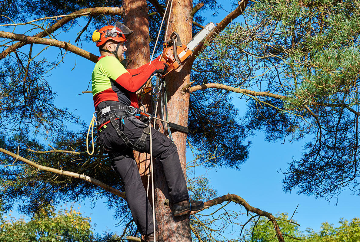 arborist tree service